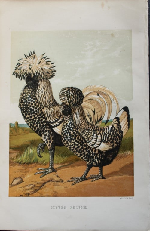 Harrison Weir - Silver Polish 1867 (1 of 1)