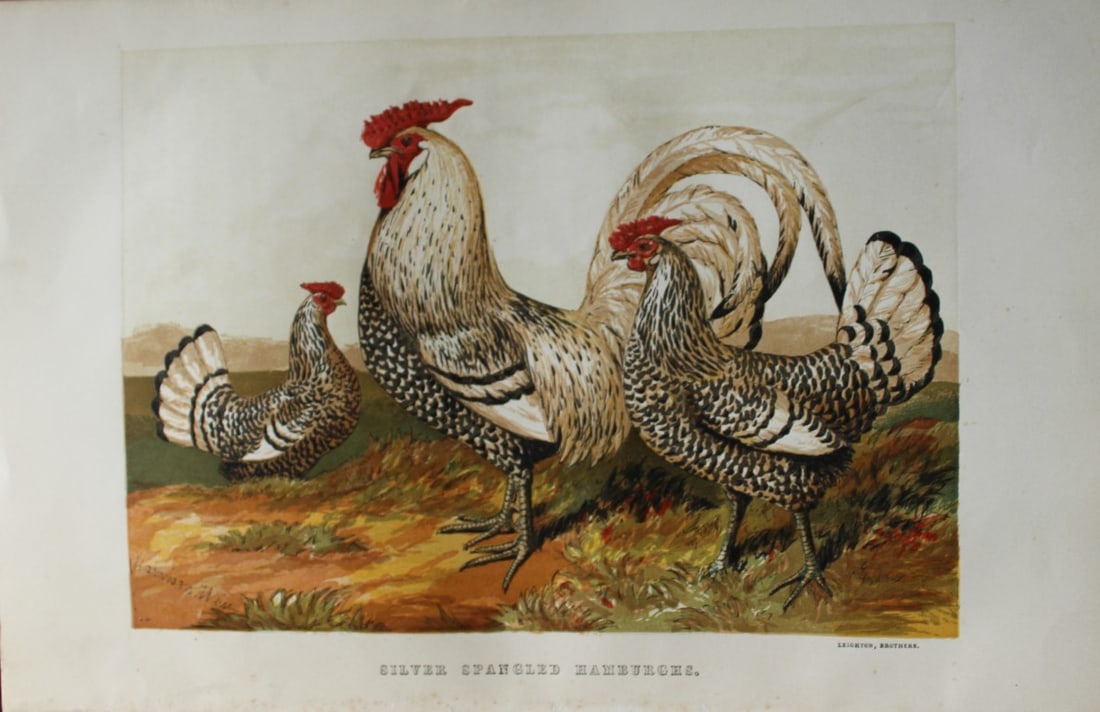 Harrison Weir - Silver Spangled Hamburghs 1867: This chromolithograph is after a drawing by Harrison Weir and is from The Poultry Book by WB Tegetmeier, published by George Routledge and Sons, London 1867. Size: 11in x 7.5in (28cm x 19cm)