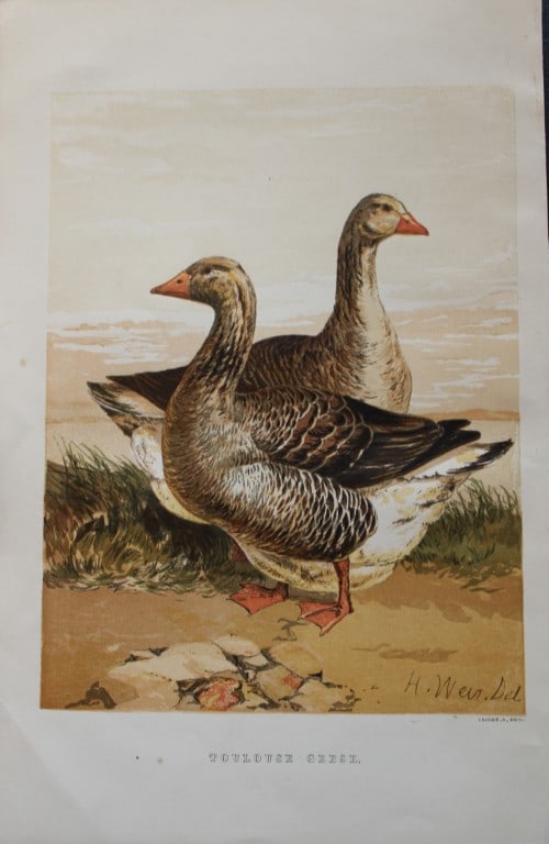 Harrison Weir - Toulouse Geese 1867: This chromolithograph is after a drawing by Harrison Weir and is from The Poultry Book by WB Tegetmeier, published by George Routledge and Sons, London 1867. Size: 11in x 7.5in (28cm x 19cm)