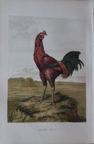 Harrison Weir - Malay Cock 1867: This chromolithograph is after a drawing by Harrison Weir and is from The Poultry Book by WB Tegetmeier, published by George Routledge and Sons, London 1867. Size: 11in x 7.5in (28cm x 19cm)