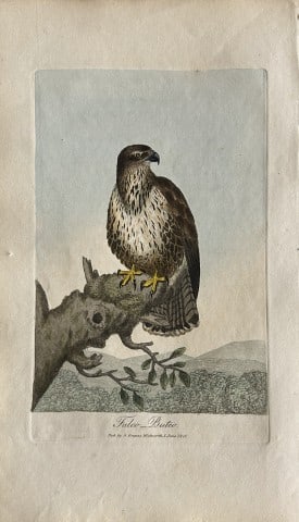 George Graves - Rare engraving of the Common Buzzard 1811: This rare hand-coloured copper plate engraving is from British Ornithology: being the History with a coloured representation of every known species of birds by George Graves. Published by Stephen Couc