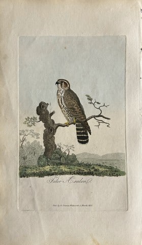 George Graves - Rare engraving of the Merlin 1811: This rare hand-coloured copper plate engraving is from British Ornithology: being the History with a coloured representation of every known species of birds by George Graves. Published by Stephen Couc