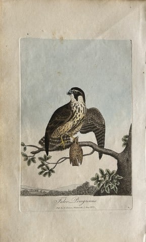 George Graves - Rare engraving of the Peregrine Falcon 1811: This rare hand-coloured copper plate engraving is from British Ornithology: being the History with a coloured representation of every known species of birds by George Graves. Published by Stephen Couc