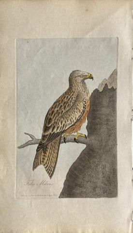 George Graves - Rare engraving of the Kite 1811: This rare hand-coloured copper plate engraving is from British Ornithology: being the History with a coloured representation of every known species of birds by George Graves. Published by Stephen Couc