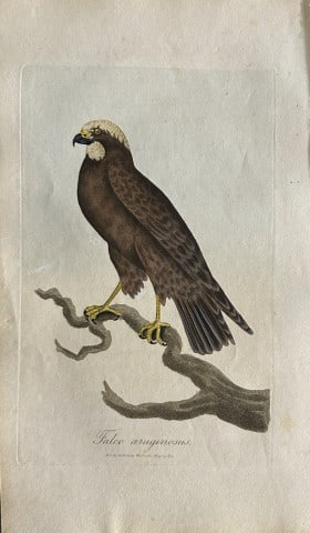 George Graves - Rare engraving of the Moor Buzzard 1811: This rare hand-coloured copper plate engraving is from British Ornithology: being the History with a coloured representation of every known species of birds by George Graves. Published by Stephen Couc