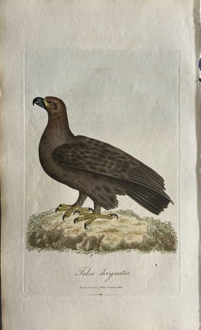 George Graves - Rare engraving of the Golden Eagle 1811: This rare hand-coloured copper plate engraving is from British Ornithology: being the History with a coloured representation of every known species of birds by George Graves. Published by Stephen Couc