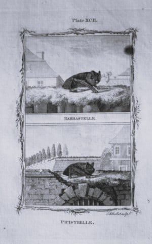 Buffon - Barbastrelle and Pipistrelle Bats engraving by A Bell 1785: This copperplate engraving was drawn by A Bell and printed on laid paper. The engraving is from a disbound copy of The Natural History, General and Particular by Count de Buffon translated by William 