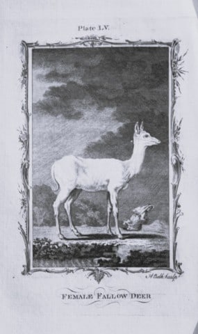 Buffon - Female Fallow Deer engraving by A Bell 1785: This copperplate engraving was drawn by A Bell and printed on laid paper. The engravings are from a disbound copy of The Natural History, General and Particular by Count de Buffon translated by Willia