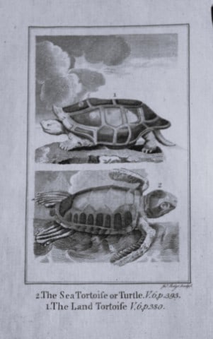 Buffon - Sea and Land Turtles engraving by A Bell 1785: This copperplate engraving was drawn by A Bell and printed on laid paper. The engraving is from a disbound copy of The Natural History, General and Particular by Count de Buffon translated by William 