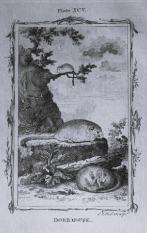 Buffon - The Dormouse engraving by A Bell 1785: This copperplate engraving was drawn by A Bell and printed on laid paper. The engraving is from a disbound copy of The Natural History, General and Particular by Count de Buffon translated by William 