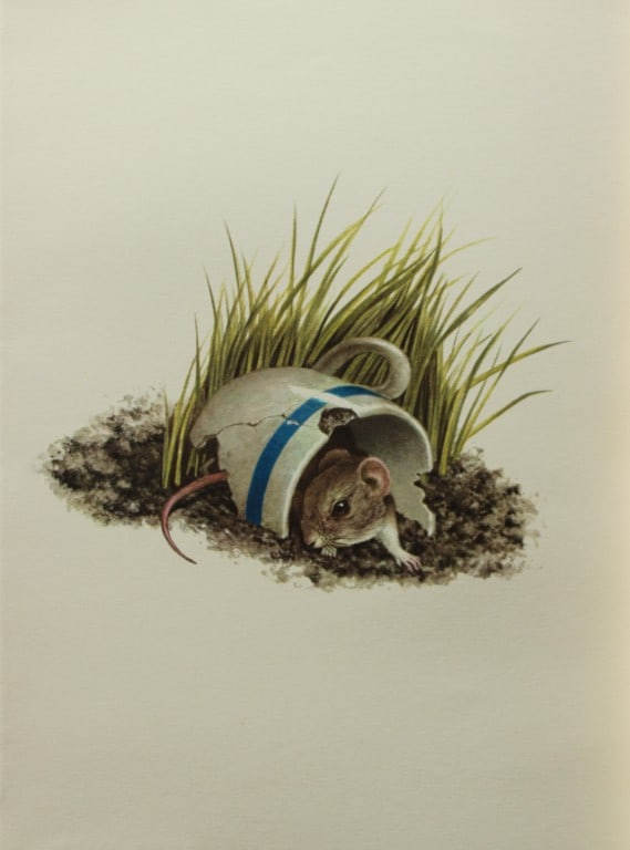 Amuchastegui - Lithograph of Harvest Mouse 1966: This beautiful illustration is by the Argentine artist Axel Amuch?stegui (1921?2002) and is from Studies of Birds and Mammals of South America.Published by The Tryon Gallery in London, 1966.Amuchasteg