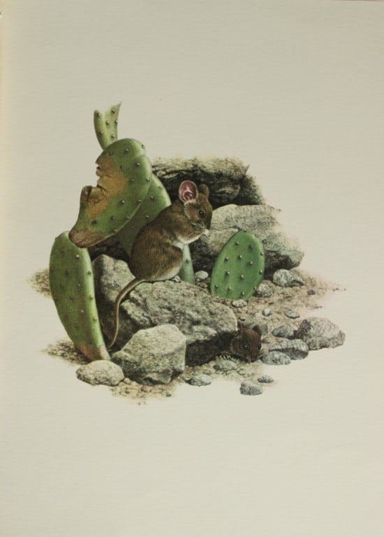 Amuchastegui - Lithograph of Darwin's Leaf-eared Mouse 1966: This beautiful illustration is by the Argentine artist Axel Amuch?stegui (1921?2002) and is from Studies of Birds and Mammals of South America.Published by The Tryon Gallery in London, 1966.Amuchasteg