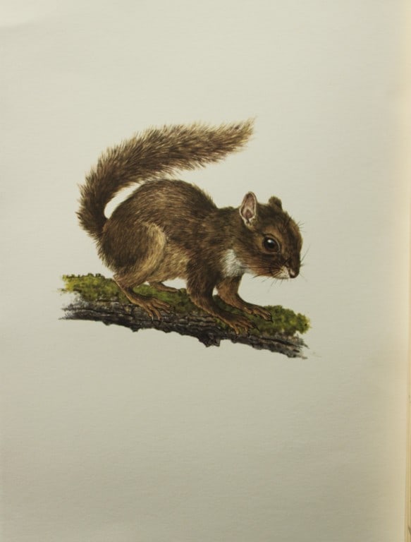 Amuchastegui - Lithograph of Ingram's Squirrel 1966: This beautiful illustration is by the Argentine artist Axel Amuch?stegui (1921?2002) and is from Studies of Birds and Mammals of South America.Published by The Tryon Gallery in London, 1966.Amuchasteg