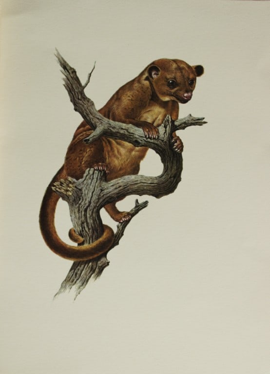 Amuchastegui - Lithograph of Kinkajou 1966: This beautiful illustration is by the Argentine artist Axel Amuch?stegui (1921?2002) and is from Studies of Birds and Mammals of South America.Published by The Tryon Gallery in London, 1966.Amuchasteg