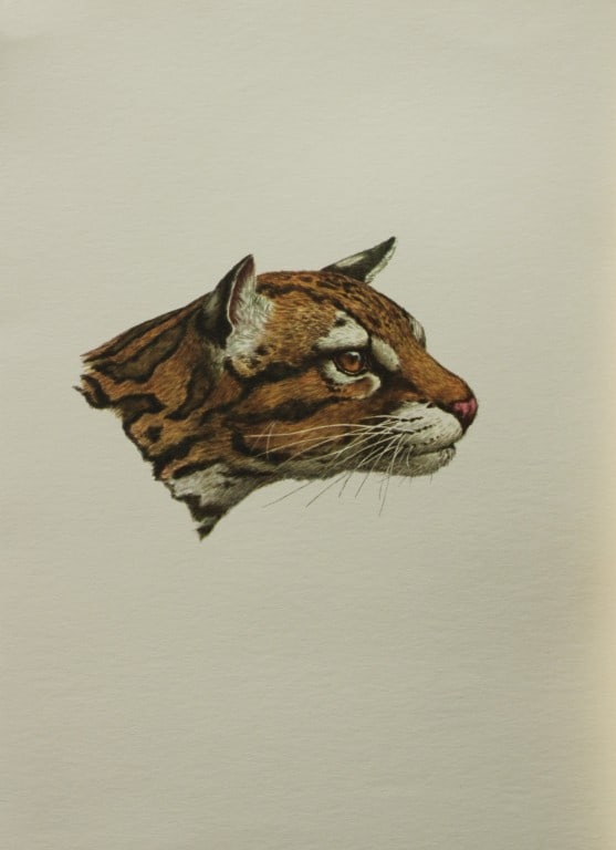 Amuchastegui - Lithograph of an Ocelot 1966: This beautiful illustration is by the Argentine artist Axel Amuch?stegui (1921?2002) and is from Studies of Birds and Mammals of South America.Published by The Tryon Gallery in London, 1966.Amuchasteg