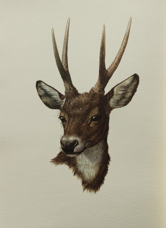 Amuchastegui - Lithograph of Red Deer 1966: This beautiful illustration is by the Argentine artist Axel Amuch?stegui (1921?2002) and is from Studies of Birds and Mammals of South America.Published by The Tryon Gallery in London, 1966.Amuchasteg