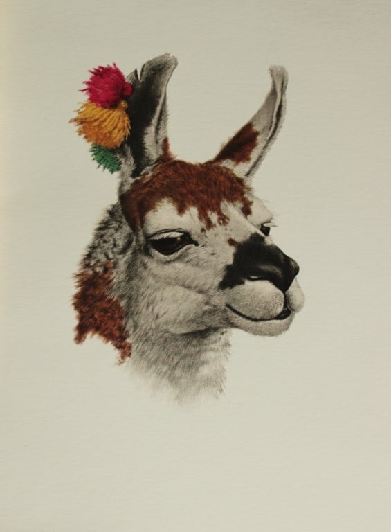Amuchastegui - Lithograph of Llama 1966: This beautiful illustration is by the Argentine artist Axel Amuch?stegui (1921?2002) and is from Studies of Birds and Mammals of South America.Published by The Tryon Gallery in London, 1966.Amuchasteg