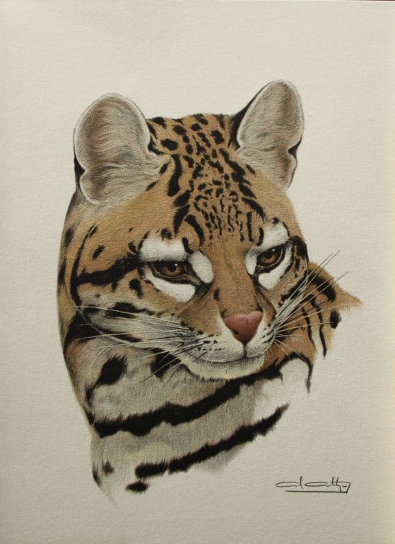 Amuchastegui - Lithograph of an Ocelot 1966: This beautiful illustration is by the Argentine artist Axel Amuch?stegui (1921?2002) and is from Studies of Birds and Mammals of South America.Published by The Tryon Gallery in London, 1966.Amuchasteg