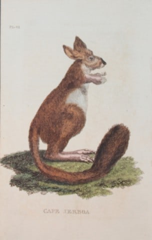 Brightly - Engraving of a Cape Jerboa 1811: This copperplate engraving is from The Natural History of Quadrupeds, and Cetaceous Animals by various authors. Published by Brightly and Co, Bungay 1811.Size: 8in x 5in (20cm x 13cm)