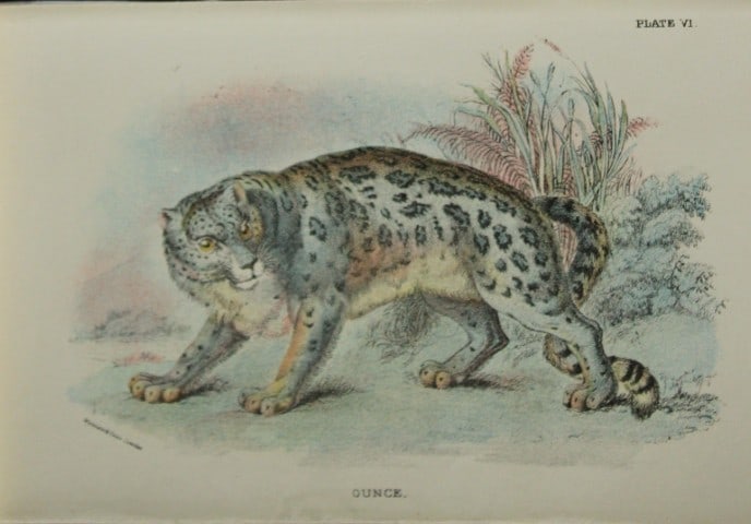 Richard Lydekker - The Ounce 1896: Colour plate by Richard Lydekker and lithographed by Wymans from Lloyd's Natural History Series. Published by Edward Lloyd 1896.Size: approx. 7in x 4.75in (18cm x 12cm)