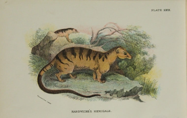Richard Lydekker - Hardwicke's Hemigale 1896: Colour plate by Richard Lydekker and lithographed by Wymans from Lloyd's Natural History Series. Published by Edward Lloyd 1896.Size: approx. 7in x 4.75in (18cm x 12cm)