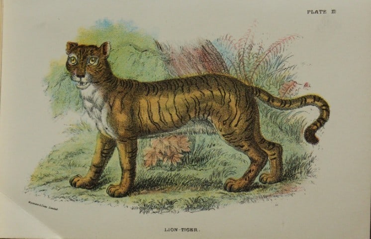 Richard Lydekker - Lion-Tiger 1896: Colour plate by Richard Lydekker and lithographed by Wymans from Lloyd's Natural History Series. Published by Edward Lloyd 1896.Size: approx. 7in x 4.75in (18cm x 12cm)