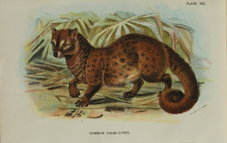 Richard Lydekker - Common Palm-Civet 1896: Colour plate by Richard Lydekker and lithographed by Wymans from Lloyd's Natural History Series. Published by Edward Lloyd 1896.Size: approx. 7in x 4.75in (18cm x 12cm)