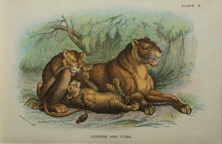 Richard Lydekker - Lioness and Cubs 1896: Colour plate by Richard Lydekker and lithographed by Wymans from Lloyd's Natural History Series. Published by Edward Lloyd 1896.Size: approx. 7in x 4.75in (18cm x 12cm)