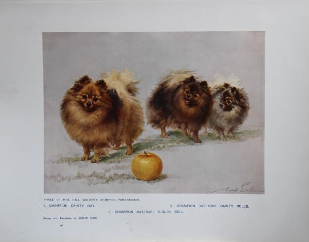 Chromolithograph of Pomeranians after Maud Earl 1907: This chromolithograph is from The New Book of the Dog by Robert Leighton, published by Cassell and Company, London 1907. A beautifully illustrated work on dogs by Robert Leighton, a Scottish writer wh