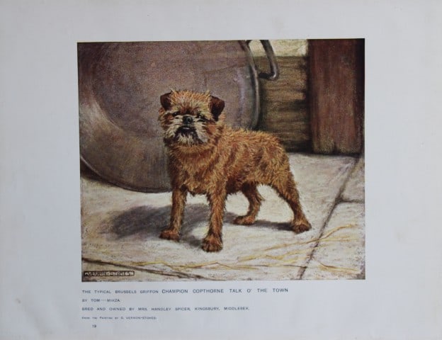 Chromolithograph of a Brussels Griffion after G Vernon-Stokes 1907 (1 of 1)