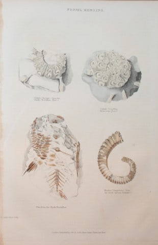 Charles Partington - Hand coloured engraving of Fossil Remains 1835: This hand-coloured steel engraving is from The British Cyclop?dia of Natural History combining a scientific classification of animals, plants and minerals; with a popular view of their habits, economy