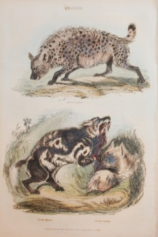 Charles Partington - Hand coloured engraving of Hyenas 1835: This hand-coloured steel engraving is from The British Cyclop?dia of Natural History combining a scientific classification of animals, plants and minerals; with a popular view of their habits, economy