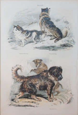 Charles Partington - Hand coloured engraving of Dogs 1835: This hand-coloured steel engraving is from The British Cyclop?dia of Natural History combining a scientific classification of animals, plants and minerals; with a popular view of their habits, economy