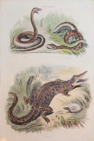 Charles Partington - Hand coloured engraving of Reptiles 1835: This hand-coloured steel engraving is from The British Cyclop?dia of Natural History combining a scientific classification of animals, plants and minerals; with a popular view of their habits, economy