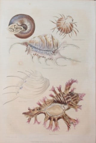 Charles Partington - Hand coloured engraving of Shells 1835: This hand-coloured steel engraving is from The British Cyclop?dia of Natural History combining a scientific classification of animals, plants and minerals; with a popular view of their habits, economy
