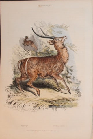 Charles Partington - Hand coloured engraving of Antelopes 1835: This hand-coloured steel engraving is from The British Cyclop?dia of Natural History combining a scientific classification of animals, plants and minerals; with a popular view of their habits, economy