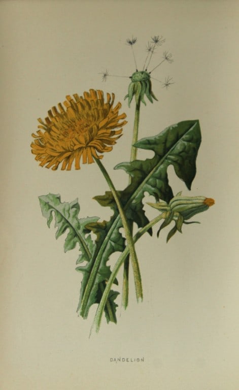 Shirley Hibberd - Dandelion 1877: This chromolithographic print was drawn by Shirley Hibberd and is from Familiar Wild Flowers by Frederick Edward Hulme. Published by Cassell, Petter, Galpin and Co. London 1877.Size: 5in x 7.5in (13cm