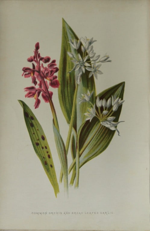 Shirley Hibberd - Common Orchis and Broad-leafed Garlic 1877: This chromolithographic print was drawn by Shirley Hibberd and is from Familiar Wild Flowers by Frederick Edward Hulme. Published by Cassell, Petter, Galpin and Co. London 1877.Size: 5in x 7.5in (13cm
