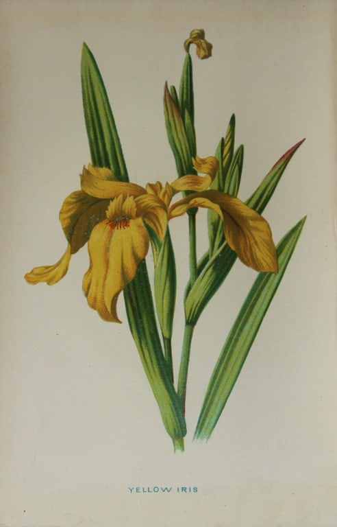 Shirley Hibberd - Yellow Iris 1877: This chromolithographic print was drawn by Shirley Hibberd and is from Familiar Wild Flowers by Frederick Edward Hulme. Published by Cassell, Petter, Galpin and Co. London 1877.Size: 5in x 7.5in (13cm