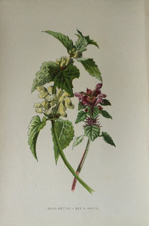 Shirley Hibberd - Dead-Nettle, Red and White 1877 (1 of 1)