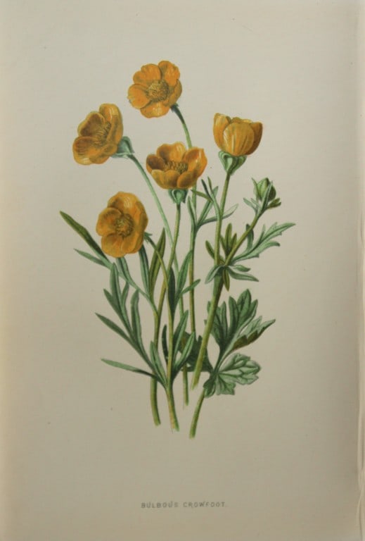 Shirley Hibberd - Bulbous Crowfoot 1877: This chromolithographic print was drawn by Shirley Hibberd and is from Familiar Wild Flowers by Frederick Edward Hulme. Published by Cassell, Petter, Galpin and Co. London 1877.Size: 5in x 7.5in (13cm