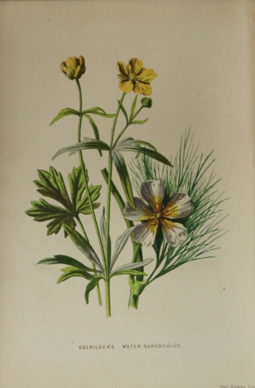 Shirley Hibberd - Goldilocks Water Ranunculus 1877: This chromolithographic print was drawn by Shirley Hibberd and is from Familiar Wild Flowers by Frederick Edward Hulme. Published by Cassell, Petter, Galpin and Co. London 1877.Size: 5in x 7.5in (13cm