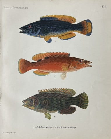Wilhelm von Wright - Beautiful lithograph of Scandinavian Fishes 1892: This lithograph is from the second larger edition of Skandinaviens Fiskar or The Fishes of Scandinavia drawn by Wilhelm von Wright.Published by Norsted and Soners Forlag, Stockholm, 1892.This work pro