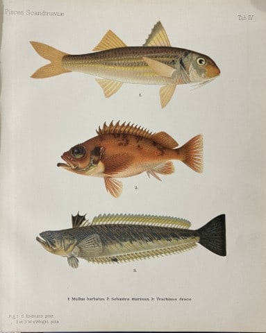 Wilhelm von Wright - Beautiful lithograph of Scandinavian Fishes 1892: This lithograph is from the second larger edition of Skandinaviens Fiskar or The Fishes of Scandinavia drawn by Wilhelm von Wright.Published by Norsted and Soners Forlag, Stockholm, 1892.This work pro