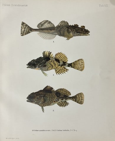 Wilhelm von Wright - Beautiful lithograph of Scandinavian Fishes 1892: This lithograph is from the second larger edition of Skandinaviens Fiskar or The Fishes of Scandinavia drawn by Wilhelm von Wright.Published by Norsted and Soners Forlag, Stockholm, 1892.This work pro