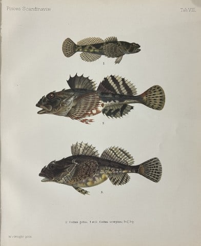 Wilhelm von Wright - Beautiful lithograph of Scandinavian Fishes 1892: This lithograph is from the second larger edition of Skandinaviens Fiskar or The Fishes of Scandinavia drawn by Wilhelm von Wright.Published by Norsted and Soners Forlag, Stockholm, 1892.This work pro