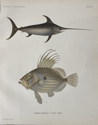 Wilhelm von Wright - Beautiful lithograph of Scandinavian Fishes 1892: This lithograph is from the second larger edition of Skandinaviens Fiskar or The Fishes of Scandinavia drawn by Wilhelm von Wright.Published by Norsted and Soners Forlag, Stockholm, 1892.This work pro