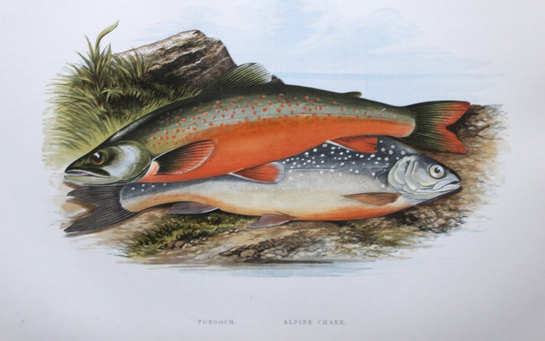 Rev Houghton - Torgoch and Alpine Charr 1895: This print is from British Fresh-Water Fishes by the Rev. William Houghton. Printed by Benjamin Fawcett and published by William MacKenzie of London in 1895. Original 129 year old hand-coloured wood e