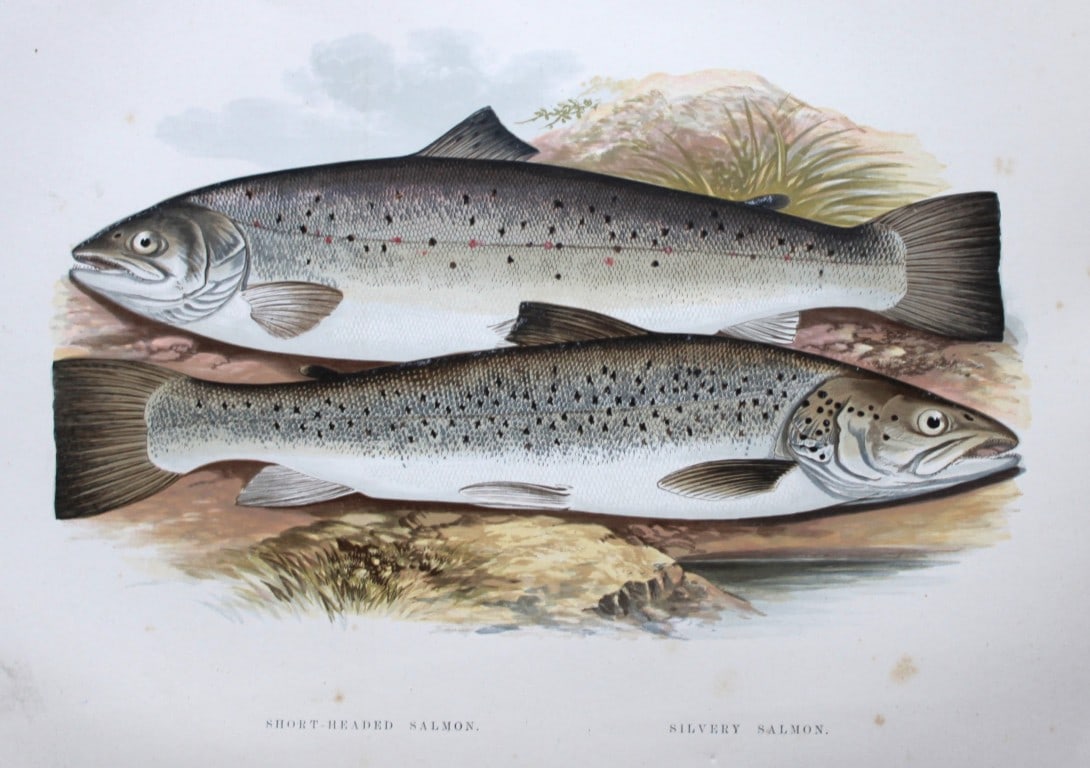 Rev Houghton - Short-headed Salmon and Silvery Salmon 1895: This print is from British Fresh-Water Fishes by the Rev. William Houghton. Printed by Benjamin Fawcett and published by William MacKenzie of London in 1895. Original 129 year old hand-coloured wood e
