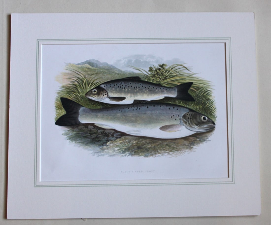 Rev Houghton - Black-finned Trout 1895: This print is from British Fresh-Water Fishes by the Rev. William Houghton. Printed by Benjamin Fawcett and published by William MacKenzie of London in 1895. Original 129 year old hand-coloured wood e